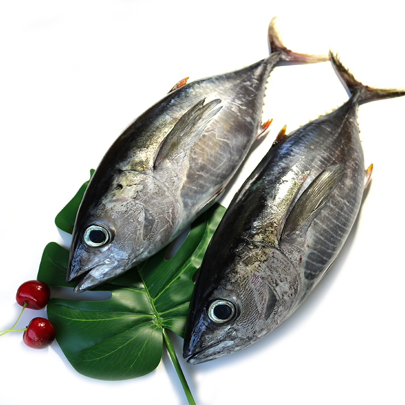  Longtail tuna